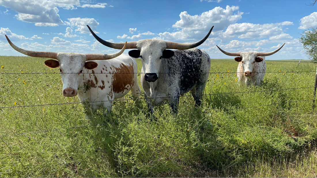 three longhorns standing in tall grass