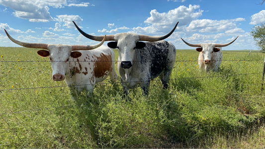 three longhorns standing in tall grass